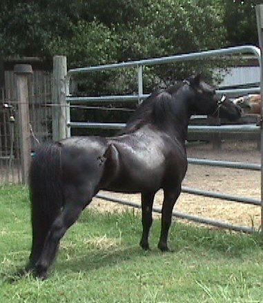 HCM Navajo's Balck Magic - homozygous pinto negative miniature stallions